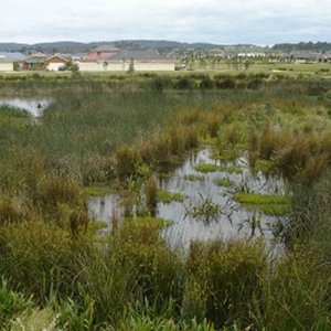 World Wetlands Day: Celebrating the Essential Role of Wetlands