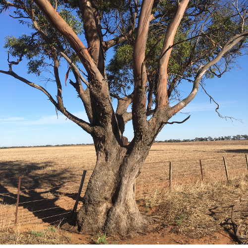 VCAT Red Dot Decision: Biodiversity Value of Large Scattered Trees