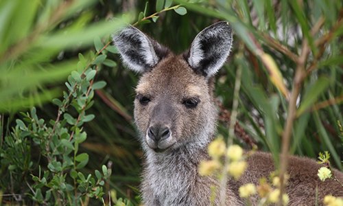 Kangaroo Management Plans for Residential Subdivisions