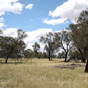 Proposed Changes to Native Vegetation Clearing Regulations in Victoria