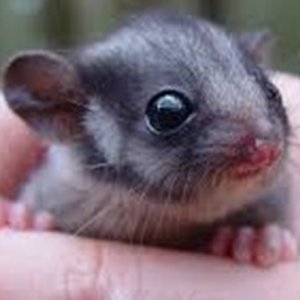 Saving Leadbeater's Possum: Is this our last chance?