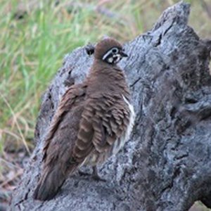Squatter Pigeon to Remain Listed as Vulnerable in Queensland