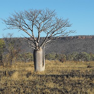 Updated Flora Survey Guidelines - Protected Plants (Qld)