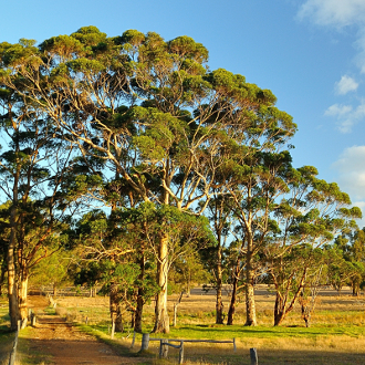 Important Changes to Native Vegetation Clearing Regulations in Victoria