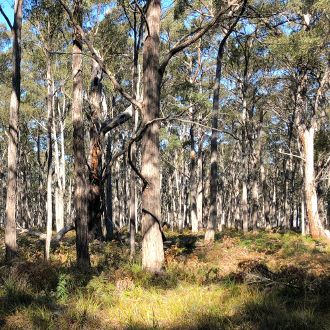 Steps to Minimise Delays and Unexpected Costs Related to Native Vegetation Clearing Regulations