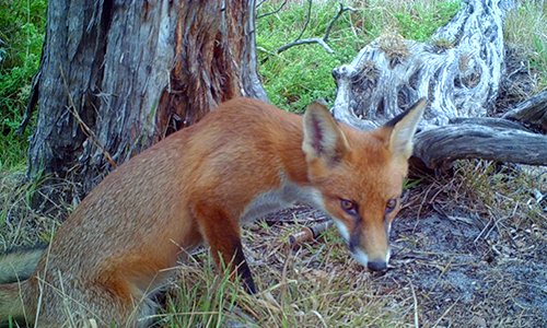 RAMSAR Site Fox Control Management Plan