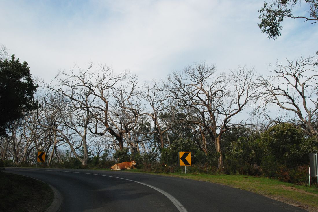 Cape Otway Road Australia Project